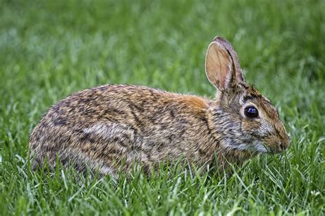 Eastern Cottontail Rabbit Sylvilagus Floridanus Vancouve Flickr