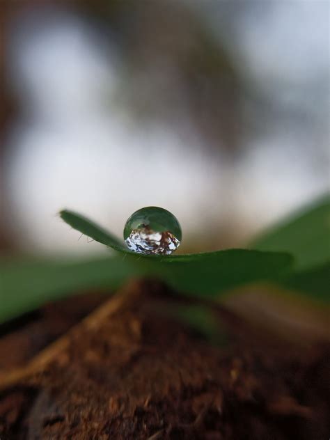 Water Drop On Plant Leaf Free Image By Kundan Kumar On