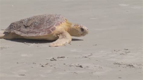 You Can Help Protect Sea Turtles During Nesting Season
