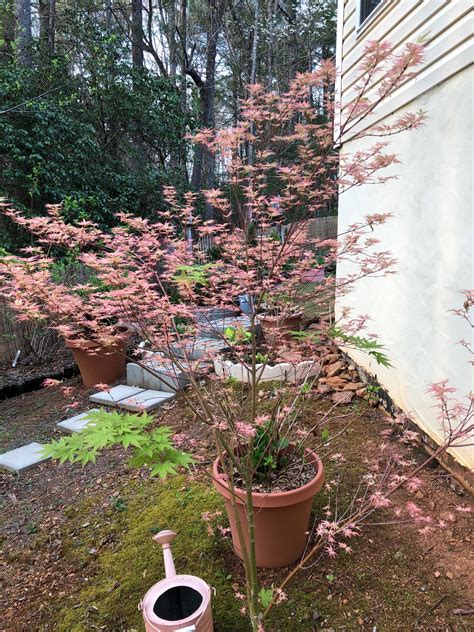 Full size picture of cutleaf japanese maple threadleaf. Japanese Maple in Side Yard 4-13-19 | Side yard, Garden ...