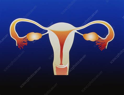 Computer Artwork Of The Female Reproductive System Stock Image P Science Photo Library