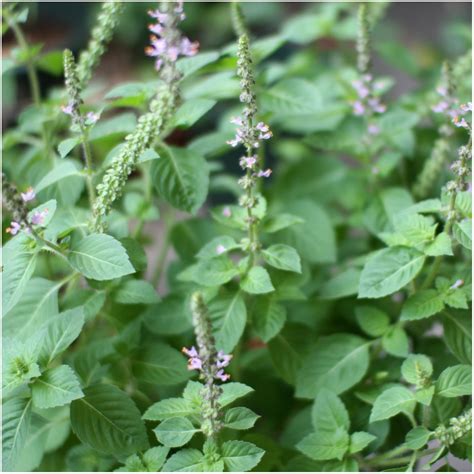 Holy Basil Tulsi Seed Packet Tulsi Holy Basil Grocery