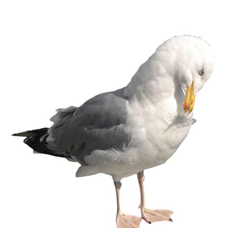 Seagull Png By Suicideomen On Deviantart