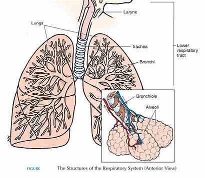 Respiratory Lower Tract Anatomy System Figure Trachea