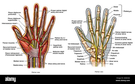 Parts Of The Hand Anatomy