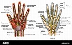 Anatomie der Hand Stockfotografie - Alamy