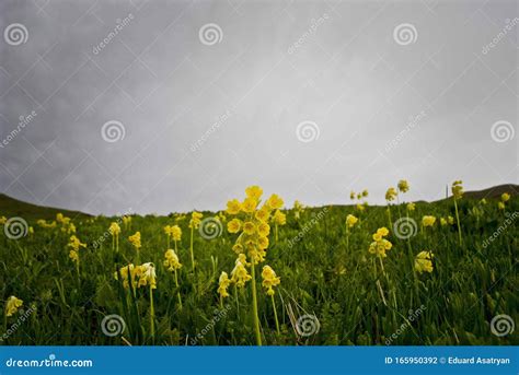 Yellow Wild Daffodils In A Green Field Against A Cloudy Sky Stock Photo