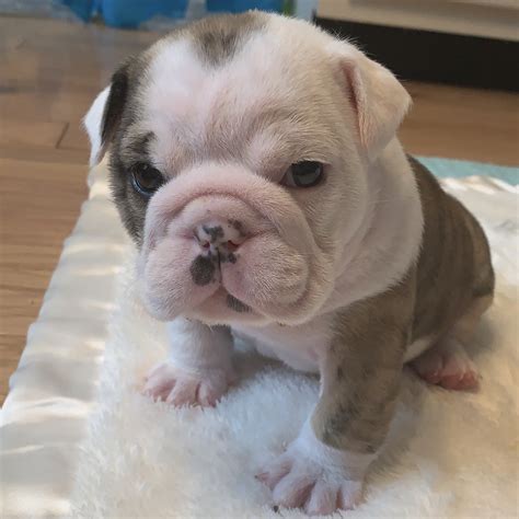 Continent - Old English Bulldog puppy for sale in Huntersville, North ...
