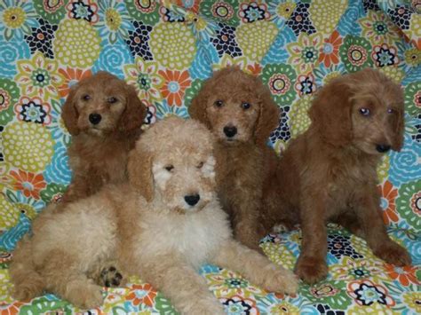 We are expecting two more litters this year. F1b Red Goldendoodle Puppies for Sale in Glendora ...