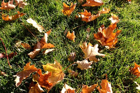 Autumn Maple Leaves on the Grass Picture | Free Photograph | Photos Public Domain