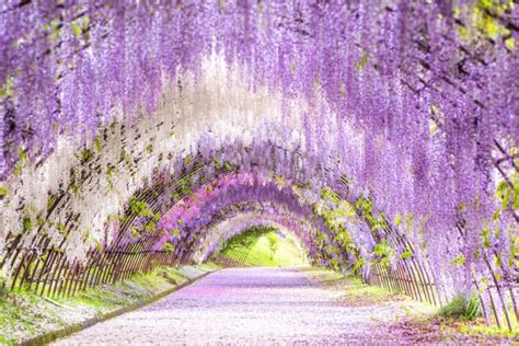 Kawachi Fuji Garden Untuk Melihat Bunga Wisteria Dan Teralis｜zekkei Japan
