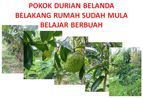 Although it may have some similarities in its external appearance to a durian, it is very unlike the durian both in taste, smell and the fruit inside. Warisan PESAGI: POKOK DURIAN BELANDA DI BELAKANG RUMAH