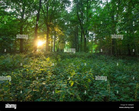 Rays Of Golden Sunlight Breaking Through The Forest And Lighting Up The