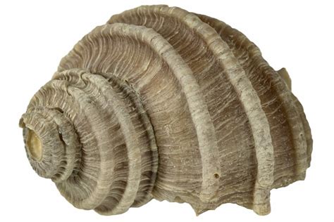 14 Pliocene Gastropod Ecphora Fossil Maryland 189579 For Sale