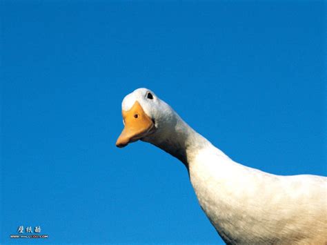 Funny Goose Wallpapers Top Free Funny Goose Backgrounds Wallpaperaccess