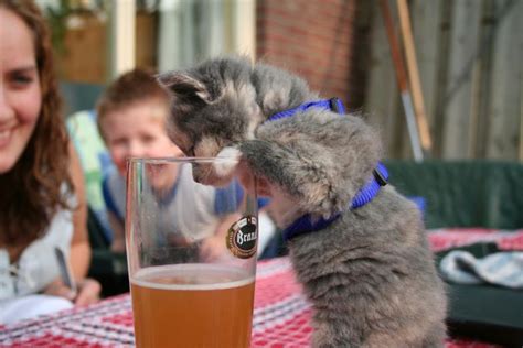 Cats Who Love Beer 25 Pics