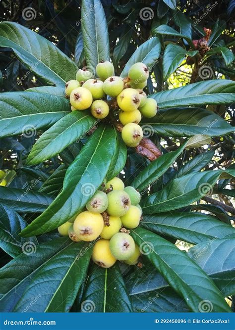 Loquats Eriobotrya Japonica On A Loquat Tree It Is A Tree From The