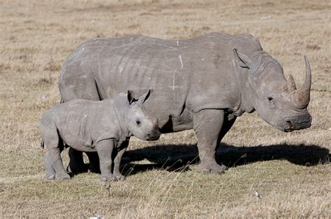 Female Rhino With Cub Standing In The African Savanna Stock Photo