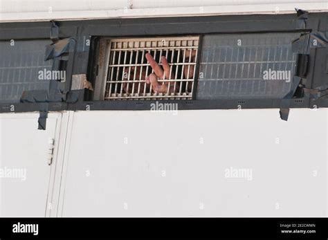 The first of the Palestinian prisoners to be freed in a trade for