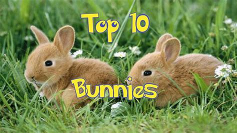 Top 10 Bunnies Youtube