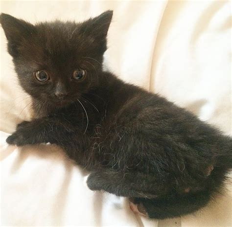 Find bombays kittens & cats for sale uk at the uk's largest independent free classifieds site. Cute little Bombay breed kitten for sale | Walsall, West ...