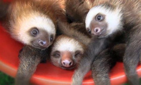 Enjoying The Cuddle Puddle Baby Sloth Cute Baby Sloths Sloth