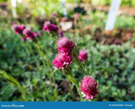 Macro Of Dark Pink Flower Of Mountain Everlasting Stoloniferous