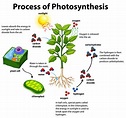 Diagram Showing Process Of Photosynthesis With Plant And Cells ...