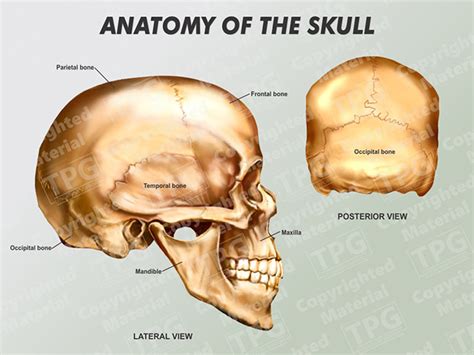 Skull Lateral Posterior