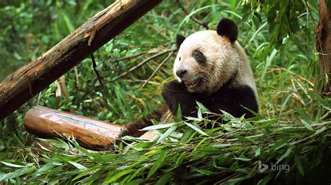 Panda Eating Bamboo Bing Theme Wallpaper Preview