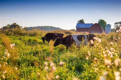 Why More Farmers Are Making The Switch To Grass Fed Meat And Dairy