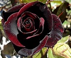 The species of black roses is extremely rare and can only be grown in ...