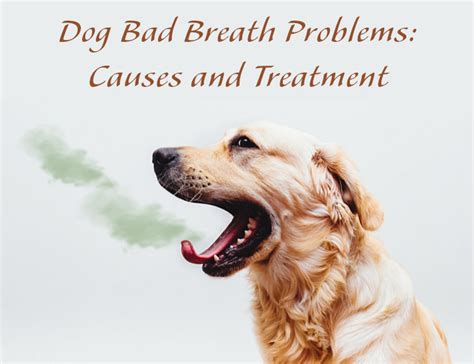 Dog Bad Breath Problems Causes And Treatment Petcaresupplies Blog