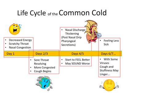 Life Cycle Of The Common Cold Suny New Paltz
