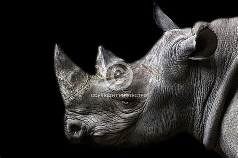 Black Rhino Side Profile Head Shot Wildlife Reference Photos For Artists