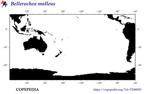 Copepedia Summary For Bellerochea Malleus T2000851 Species
