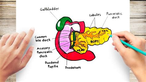 How To Draw Pancreas Diagram Easy Simple Step By Step Diagrams Images