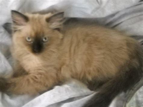 Explore 122 listings for mink for sale at best prices. Ragdoll kitten Seal point Mink Female for Sale in Shirley ...