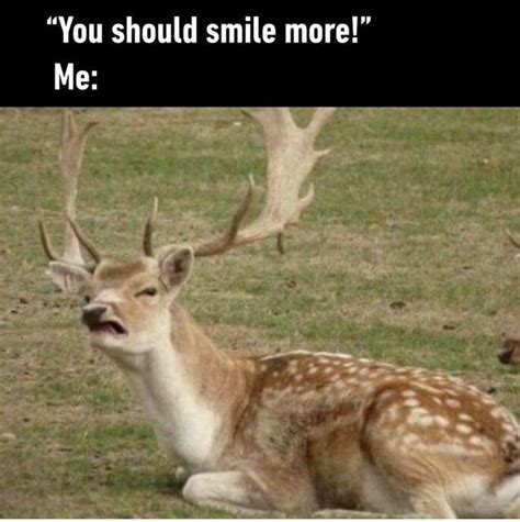 Get Well Soon Meme Deer