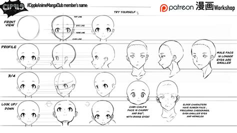Basic Manga Head Proportions By Cipple On Deviantart
