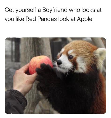 Get Yourself A Boyfriend Who Looks At You Like Red Pandas Look At Apple