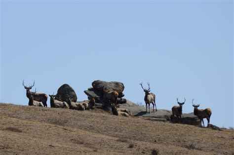 Hustai National Park Home Of The Takhi Wild Horses Of Mongolia