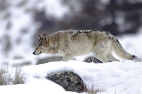 Colorado Wolf Reintroduction Plan Moves Forward Ag Proud
