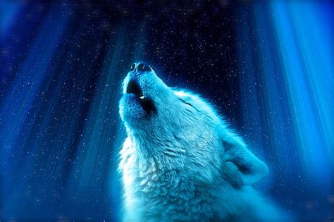 White Wolf Howl Majestic Stars Fantasy Hd Wallpaper Peakpx