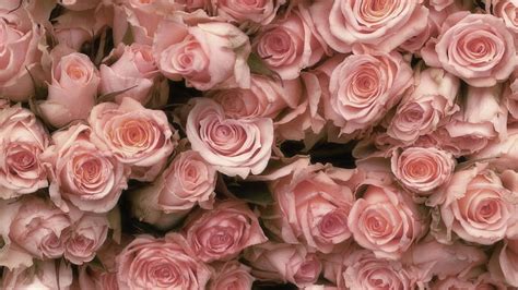 Vintage Rose Vintage Pink Roses Old Rose Hd Wallpaper Pxfuel