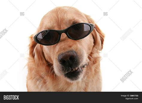 Dog Sunglasses Image And Photo Bigstock