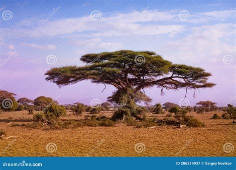 Acacia Tree In African Savanna Park Plain Kenya Stock Image Image Of