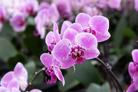 Purple Moth Orchid Phalaenopsis Bloom Stock Photo Image Of Fresh
