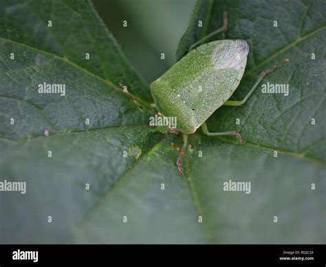 Green Shield Bugs On Leaf Hi Res Stock Photography And Images Alamy