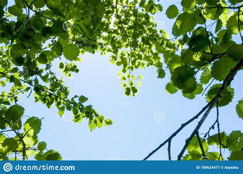 Green Leaves Of A Tree On The Background Of A Blue Sky Natural